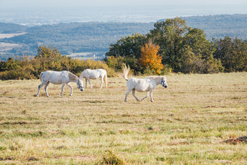 Fototapeta premium un cheval dans un pré. Des chevaux dans une prairie. Des chevaux dans une steppe et un panorama. Un cheval dans un pré aride face à un paysage panoramique