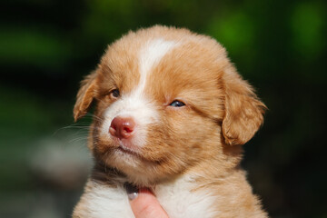 cute Nova Scotia duck tolling retriever toller puppy