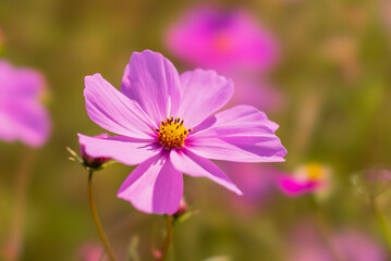 藤原京跡のコスモス