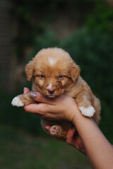 cute Nova Scotia duck tolling retriever toller puppy