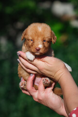 cute Nova Scotia duck tolling retriever toller puppy