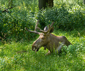 Moose bull is resting in meadow. Germany, Baden Wuerttemberg, Europe