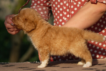 cute Nova Scotia duck tolling retriever toller puppy