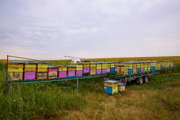 hives with bees near a field of sunflowers.