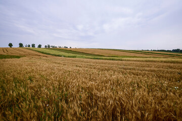 an agricultural field with wheat ready for harvest.