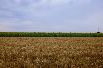 an agricultural field with wheat ready for harvest.