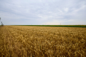 an agricultural field with wheat ready for harvest.