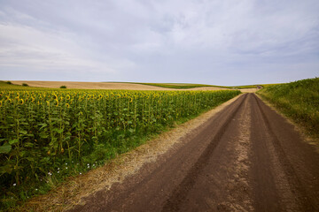 Fototapeta na wymiar agricultural field with young sunflower at the beginning of flowering