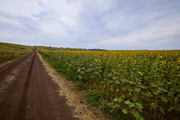 agricultural field with young sunflower at the beginning of flowering