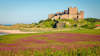 Red Campion crop below Bamburgh Castle, at Bamburgh village on Northumberland's coastline AONB,...