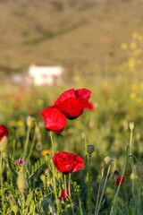 The red poppy (Papaver rhoeas) with buds in the sunlight