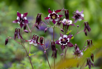 Stunning dark pink and white aquilegia columbine flowers, photographed in Dunvegan, Isle of Skye, Scotland UK.
