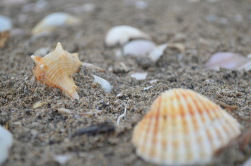 seashells on the beach