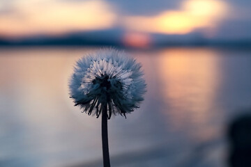dandelion on the background of the sea, at sunset