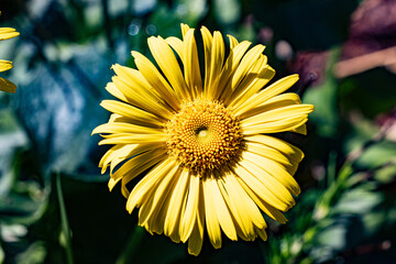 a yellow leopard's-bane