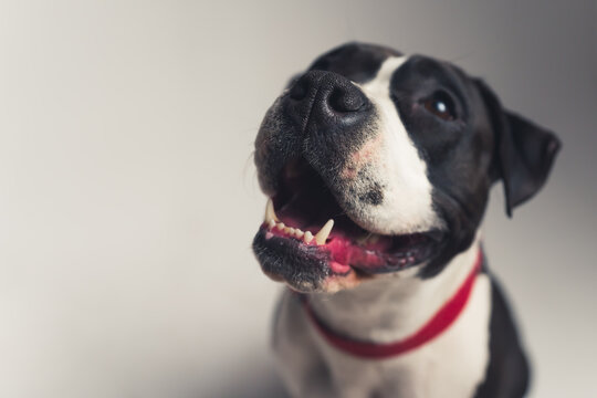 closeup black and white American Staffordshire Terrier with red leash studio shot grey background copy space . High quality photo