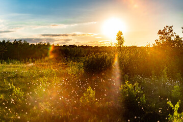 Sunset over a clearing in the forest. Polish Podlasie