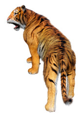 Fototapeta premium 3D Rendering Big Cat Tiger on White