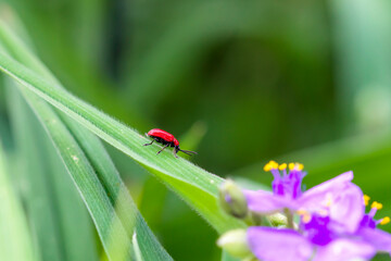 Lilioceris lilii bug on a leaf. Scarlet Lily Beetle in nature. animal pest control and gardening concept