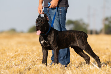 Italian cane corso puppy in the field