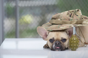 A purebred funny puppy of French bulldog posing with rose tongue out its mouth among air-soft ammunition and weapon, looks to the camera sadly. - obrazy, fototapety, plakaty