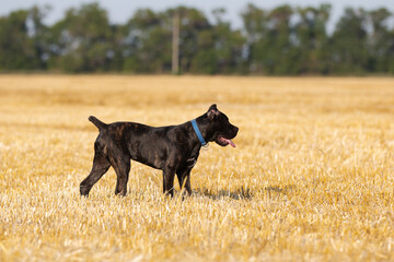Italian cane corso puppy in the field