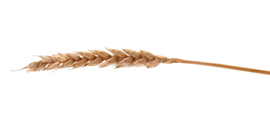 Ripe, dry wheat ear, grain isolated on white, clipping path