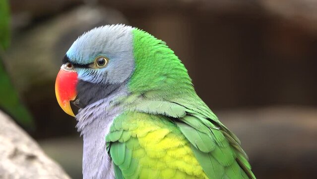 portrait of chinese parrot in natural habitat