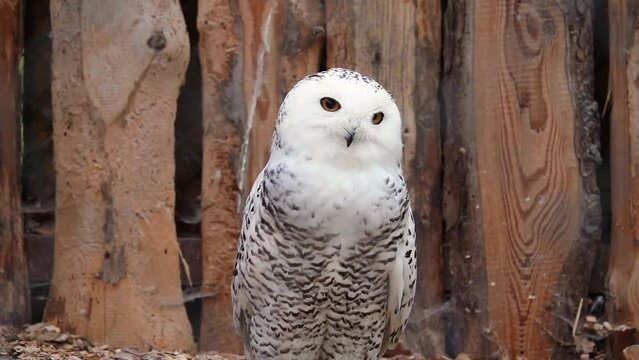 snowy owl (Nyctea scandiaca) sitting and shakes his head