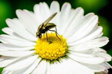 Fototapeta premium a fly on a camomile
