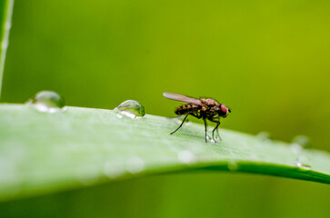 Fototapeta premium a fly on glass