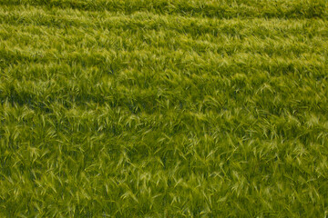 Large triticale rye wheat field