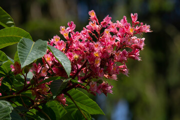 branch of Red Chestnut on a blurred background