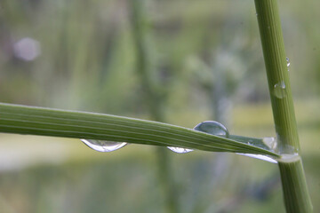 Gotas de agua
