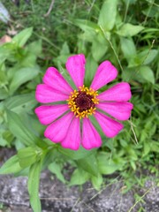 beautiful flowers on the side of the road