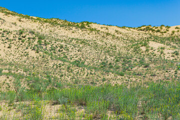 Fototapeta na wymiar spring desert, blooming vegetation on the edge of the Sarykum sand dune