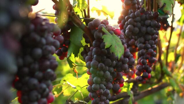 Close up of a branch of ripe red grapes.Stock footage for wine commercial. Grapes vineyard sunset.Wine grapes harvest in Italy. Organic bio food. Wine handmade concept.