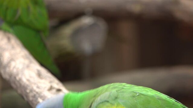 portrait of a chinese parrot in its natural habitat. parrot bows, raises its paw