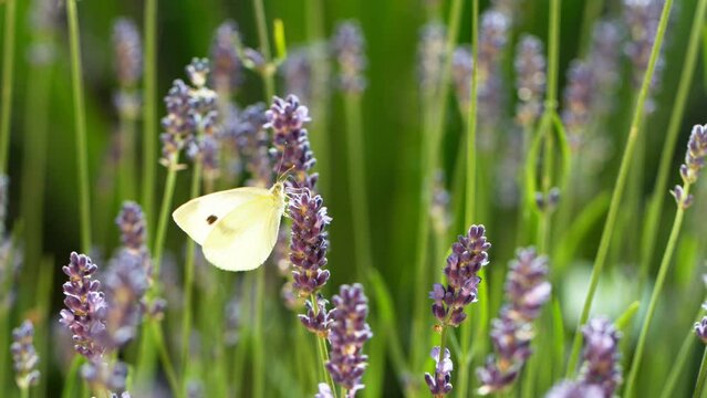 Flying butterfly cabbage white gathering pollen from lavender blossoms. Filmed on high speed cinema camera, 1000fps.