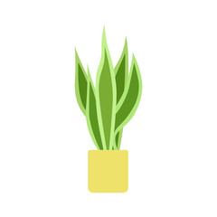 Sansevieria plant in plant pot. Popular houseplant. Flat vector illustration of a homeplant isolated on white background