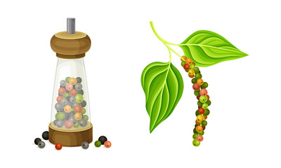 Fresh pepper plant twigs and grinder. Natural organic herbal spice, culinary ingredient vector illustration