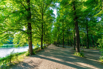An avenue with green trees in the summer at the Clara Zetkin Park in Leipzig