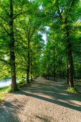An avenue with green trees in the summer at the Clara Zetkin Park in Leipzig