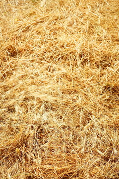 Dry summer grass, golden grass for background