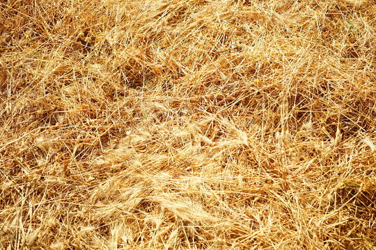 Freshly cut dry summer grass, golden grass on the ground
