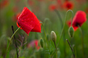 beautiful single red poppy flower with dew drops on blurred background