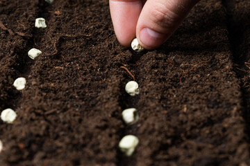 Hand planting seeds in the garden. Close-up.