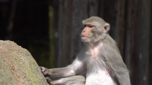 portrait of a little monkey in natural conditions in the wild