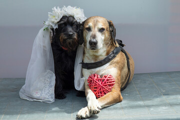  Wedding photography of dogs  , the groom is a yellow mongrel big dog and the bride  is a small schnauzer. Dogs are like people, a comic photo