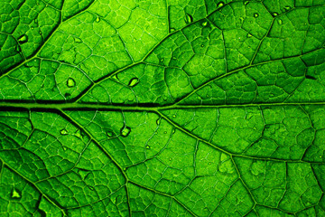 Green leaf background texture, macro. Close up.